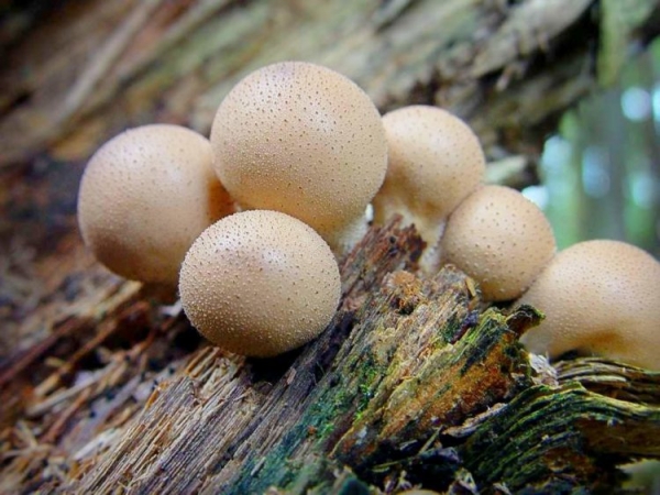 Дождевик гигантский Дождевик гигантский