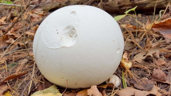 Дождевик гигантский Дождевик гигантский