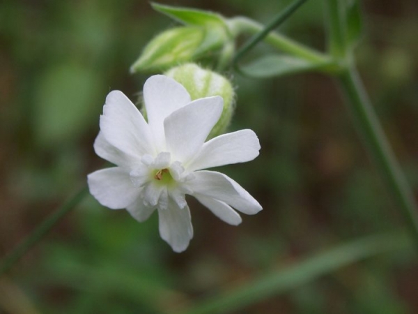 Гибралтарская смолевка Гибралтарская смолевка
