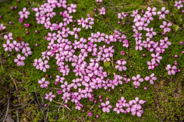 Гибралтарская смолевка Гибралтарская смолевка