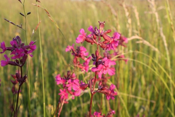 Гибралтарская смолевка Гибралтарская смолевка