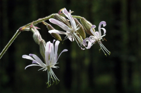 Гибралтарская смолевка Гибралтарская смолевка