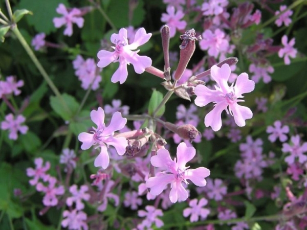 Гибралтарская смолевка Гибралтарская смолевка