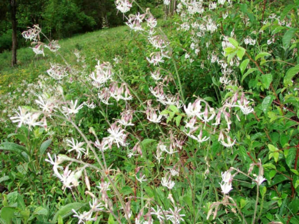 Гибралтарская смолевка Гибралтарская смолевка