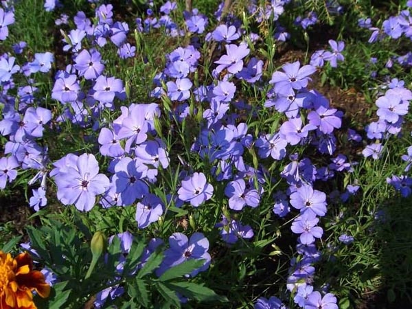 Гибралтарская смолевка Гибралтарская смолевка