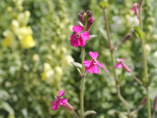 Гибралтарская смолевка Гибралтарская смолевка