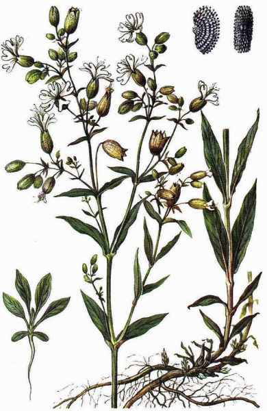 Гибралтарская смолевка Гибралтарская смолевка