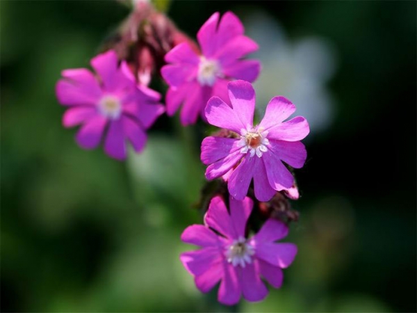 Гибралтарская смолевка Гибралтарская смолевка