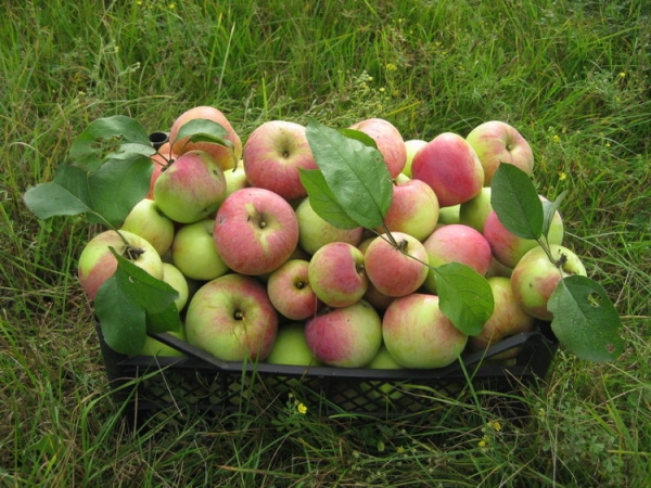 Яблоня