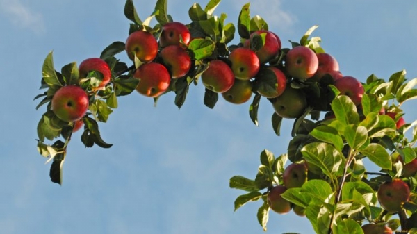Яблоня