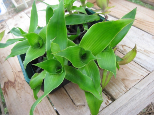 Каллизия душистая Каллизия душистая