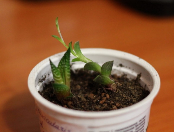 Каллизия душистая Каллизия душистая