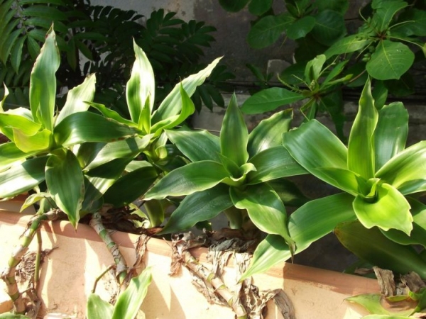 Каллизия душистая Каллизия душистая