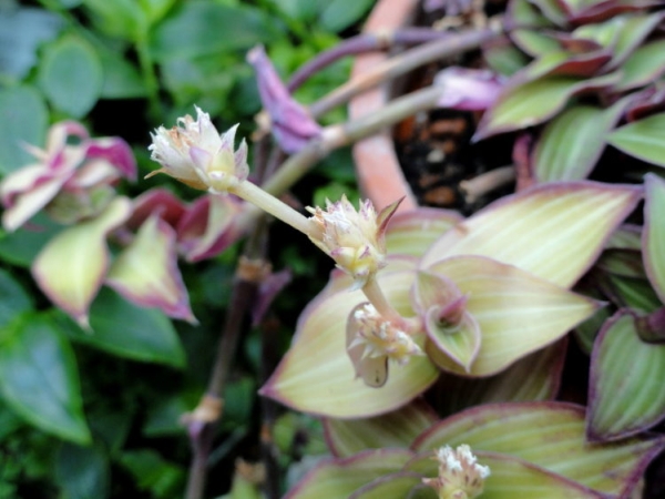 Каллизия душистая Каллизия душистая