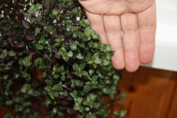 Каллизия душистая Каллизия душистая