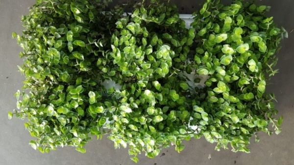 Каллизия душистая Каллизия душистая