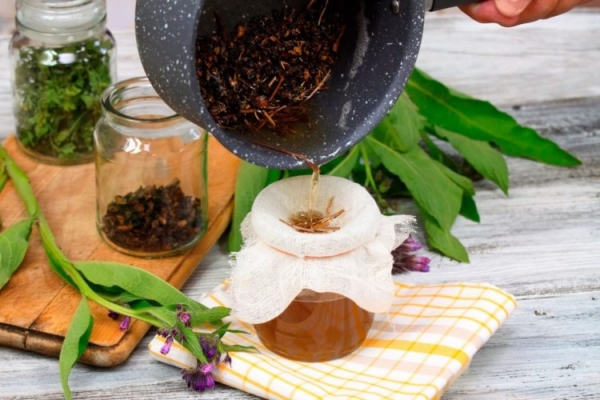 Каллизия душистая Каллизия душистая