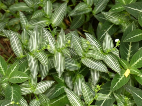 Каллизия душистая Каллизия душистая