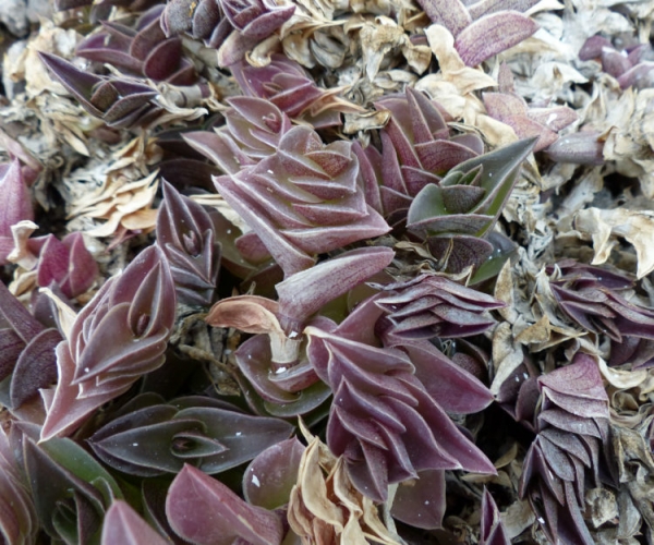 Каллизия душистая Каллизия душистая