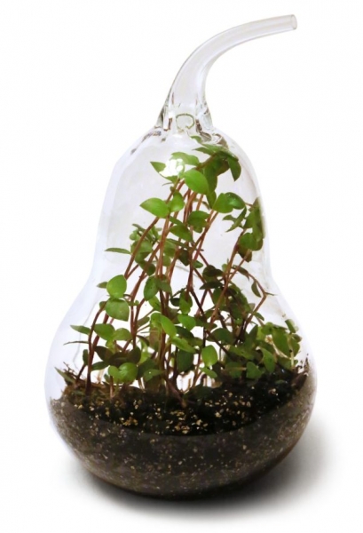 Каллизия душистая Каллизия душистая