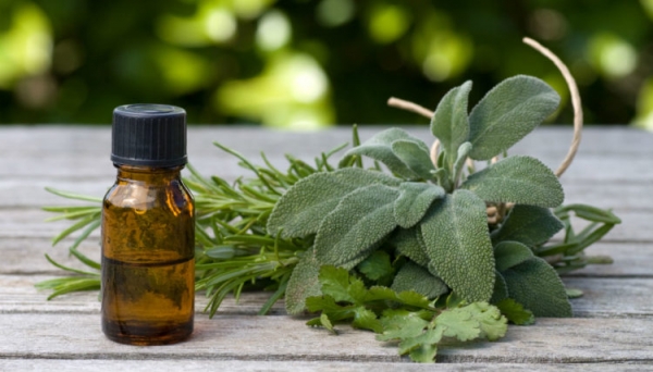 Каллизия душистая Каллизия душистая