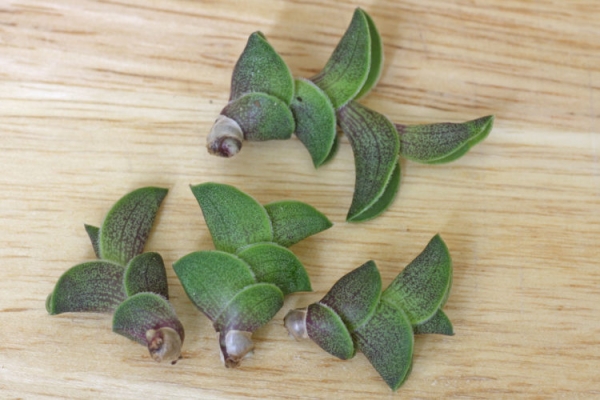 Каллизия душистая Каллизия душистая