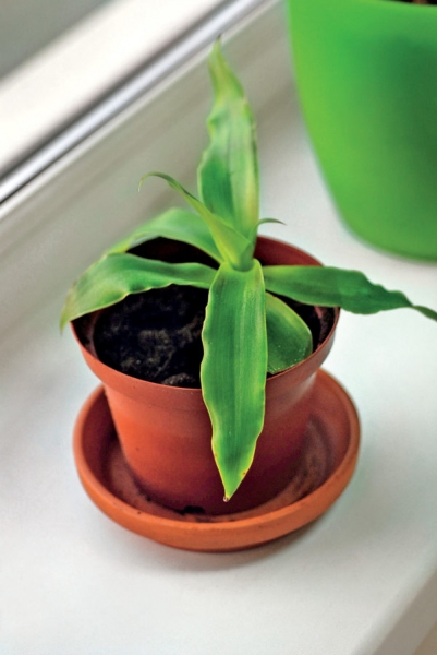 Каллизия душистая Каллизия душистая