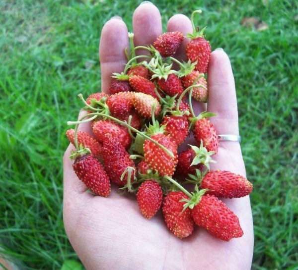 Клубника Клубника