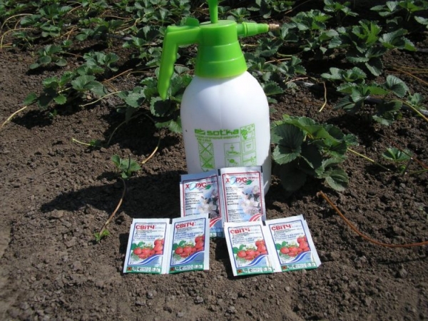 Клубника Клубника