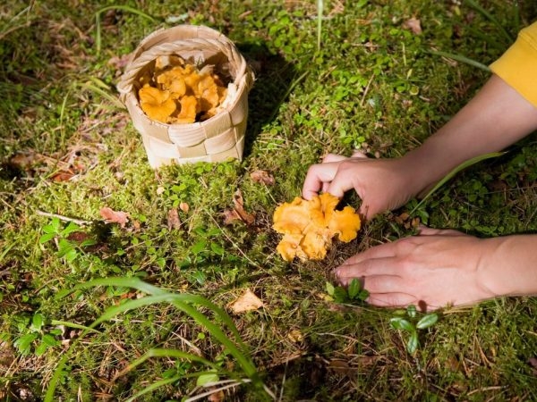 Курчавый спарассис Курчавый спарассис