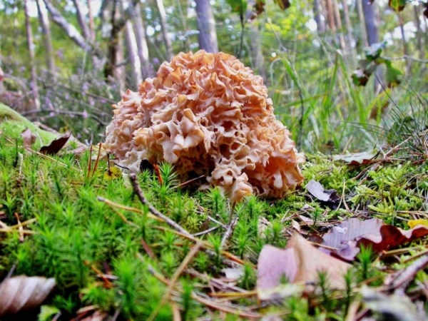 Курчавый спарассис Курчавый спарассис