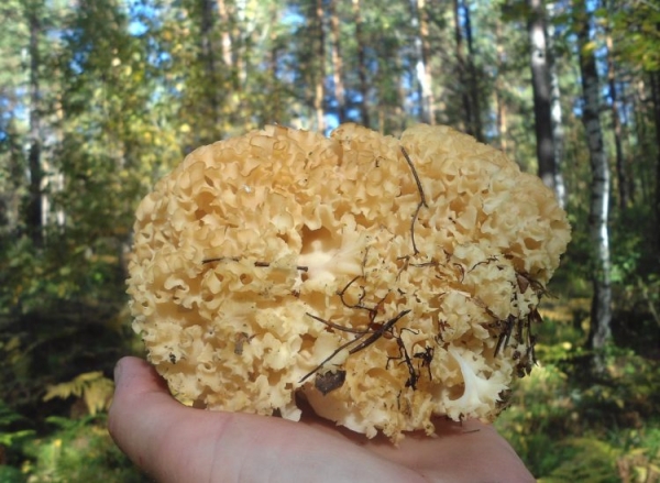 Курчавый спарассис Курчавый спарассис