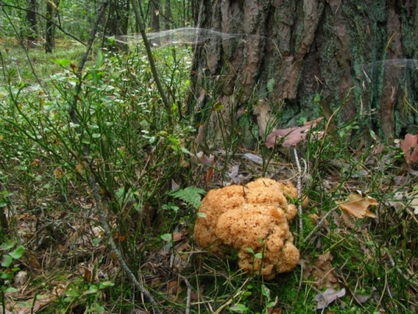 Курчавый спарассис Курчавый спарассис