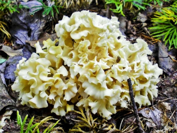 Курчавый спарассис Курчавый спарассис