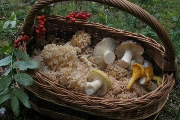 Курчавый спарассис Курчавый спарассис