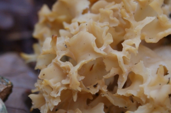 Курчавый спарассис Курчавый спарассис