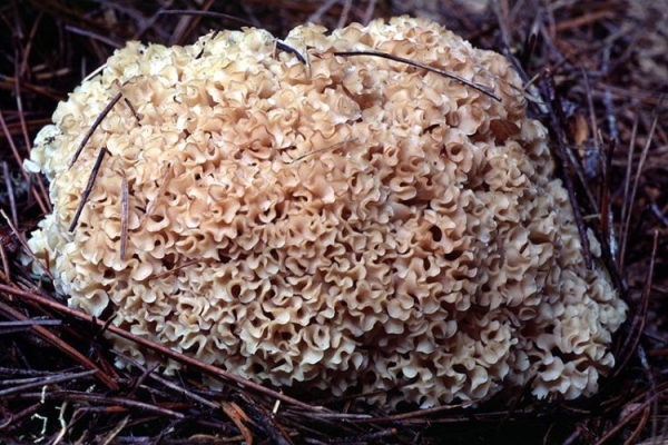 Курчавый спарассис Курчавый спарассис