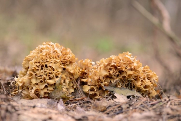 Курчавый спарассис Курчавый спарассис