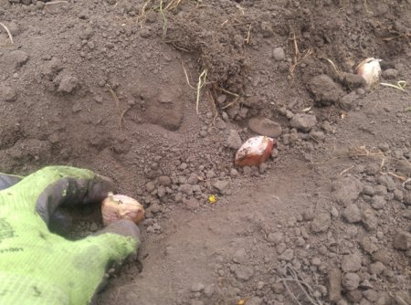 Основные правила посадки чеснока под зиму. Основные правила посадки чеснока под зиму.