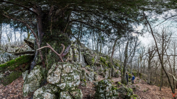 Самое высокое дерево в мире