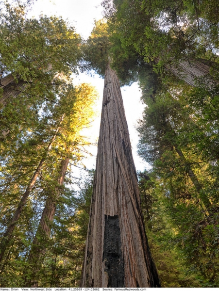 Самое высокое дерево в мире