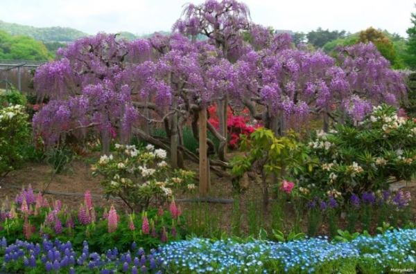 Самое высокое дерево в мире