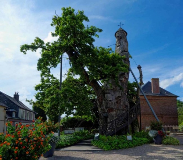 Самое высокое дерево в мире