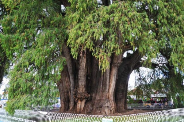 Самое высокое дерево в мире