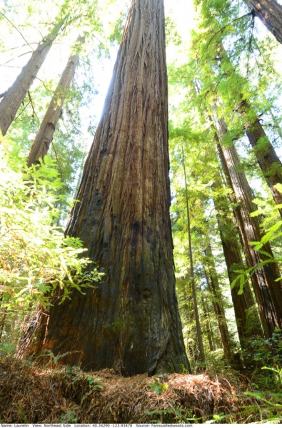 Самое высокое дерево в мире