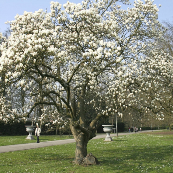 Самое высокое дерево в мире