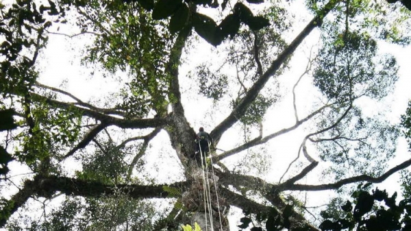 Самое высокое дерево в мире