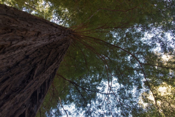 Самое высокое дерево в мире