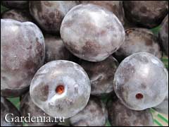 Сливы маринованные Сливы маринованные