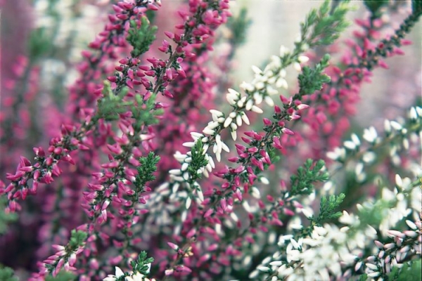 Вереск обыкновенный